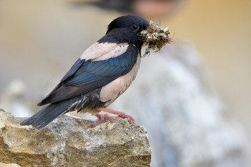 Rosy starling (Pastor roseus)