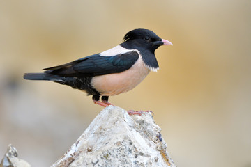 Rosy starling (pastor roseus)