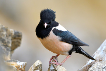 Rosy starling (pastor roseus)