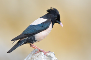 Rosy starling (pastor roseus)