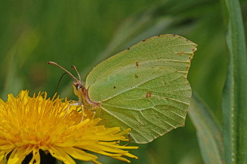 Gonepteryx rhamni (LINNAEUS, 1758) Zitronenfalter DE, NRW, Lampertstal, Eifel 21.05.2016