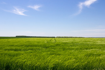 green field and blue sky