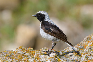 Pied wheatear on a rock