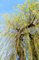 Fototapeta premium Weeping willow tree