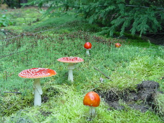 red mushroom in the grass