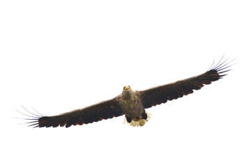 White-tailed Eagle (Haliaeetus albicilla)