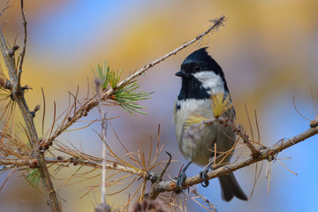 Coal tit (Periparus ater)