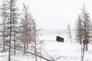 Naklejka premium Bull of wild muskox walk in the Arctic Tundra. Yamal peninsula.