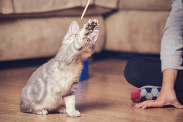 Small kitten catching wooden stick with paws.