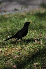 Blackbird