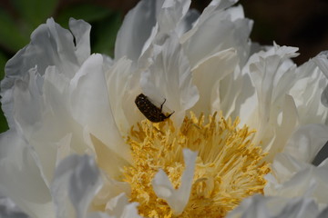 牡丹とハナムグリ