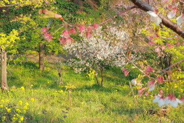 幻想的な森の中で咲き乱れる植物と桜