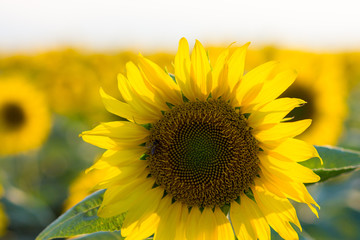 sunflower in the field