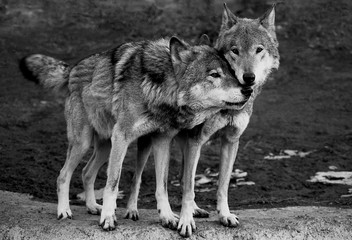 A charming moment of tenderness. Two wolves, a male and a female, enjoy together on a cold spring day.  Black and white film photo with film grain