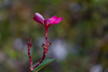 Close up beautiful Blooming flower Thailand in the garden. 