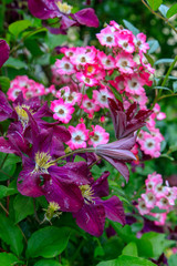 Clematis Warszawska Nike und Rose Mozart 