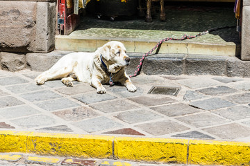 Big dog on the street of ancient Cusco