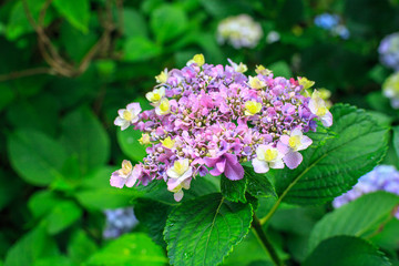 Hydrangea, Ajisai