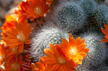 Flowering cactus Rebutia fiebrigii var. densiseta