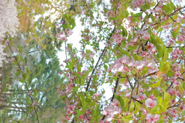 心躍る春に咲く、美しい緑と桜色のさくら