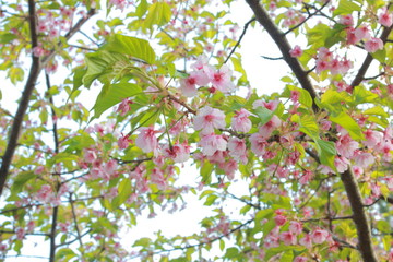 春に咲く舞い散るピンクの桜並木