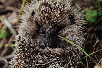 Hangehog in nature