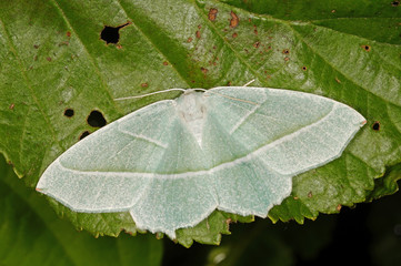 Campaea margaritaria (LINNAEUS, 1761) Perlglanzspanner DE, NRW, Solingen, Ohligser Heide 27.05.2016