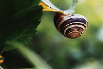 Edible snail