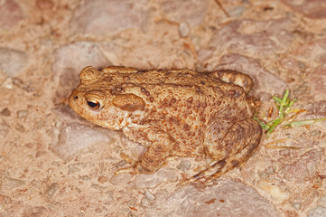 Bufo bufo Erdkröte DE, NRW, Solingen, Ohligser Heide 27.05.2016