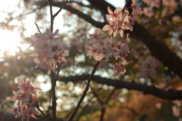 春の訪れを感じる青空の下のさくら