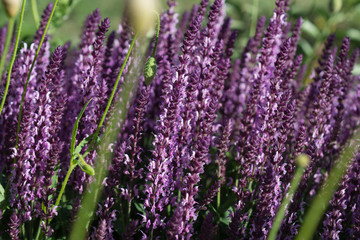 Salvia Flowers in the garden