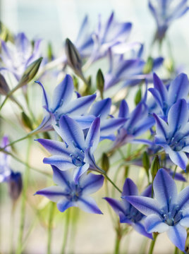 Alpine flower  Triteleia Rudy