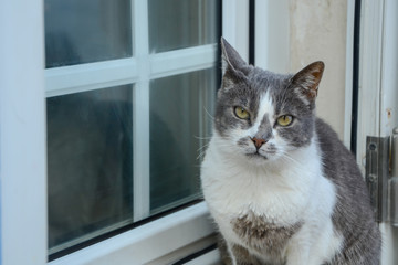Stray White&Grey Cat