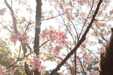 ４月に咲く幻想的に美しい夕暮れ時の桜