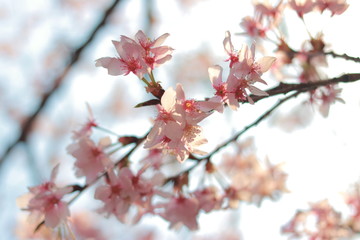 春の訪れを感じる青空の下のさくら