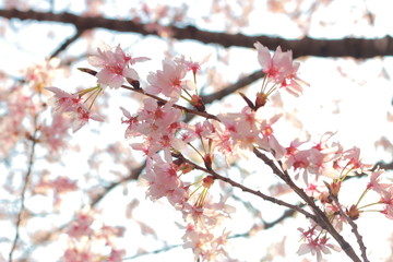 ４月に咲く幻想的に美しい夕暮れ時の桜