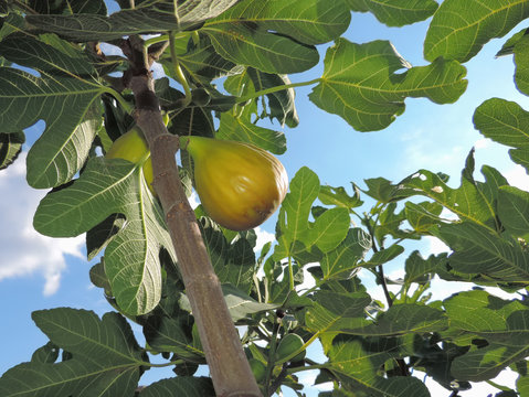 figs on tree