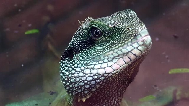 The Chinese water dragon (Physignathus cocincinus) portrait inside vivarium at zoo, close up. Head of the reptile with detail of skin.