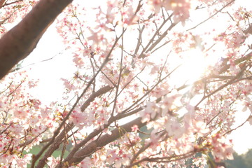 春の訪れを感じる青空の下のさくら