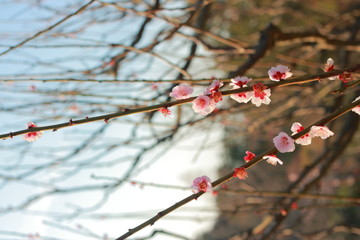 春の訪れを感じる青空の下の桜