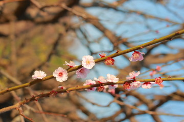 春の訪れを感じる青空の下のさくら