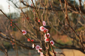 春の訪れを感じる青空の下のさくら
