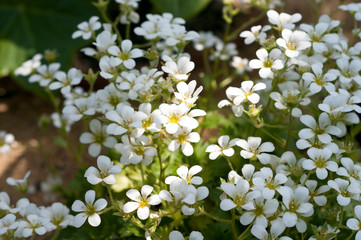 Alpine flower  Saxifraga pickeringii