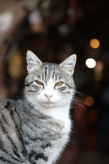 photo of a cute cat. van/turkey 