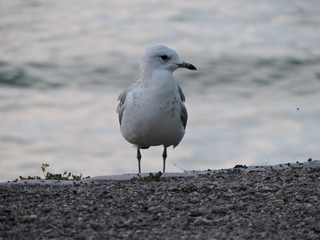 seagull on the beach