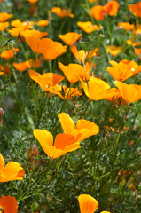 Field of California poppy flowers,