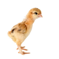 A small chick of bantam silkie isolated on a white background. 7 days old