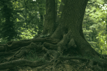 Fototapeta na wymiar large roots of old oak in dense forest