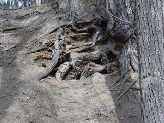 roots of an old tree