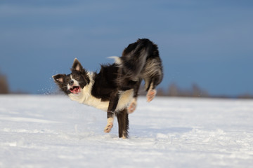 Fototapeta na wymiar Dog Border Collie on a walk in winter